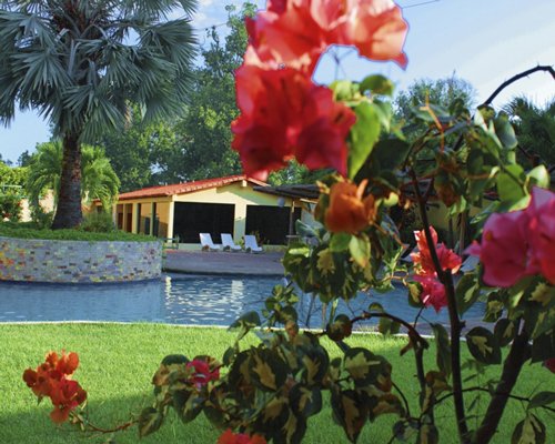 A view of flowers alongside a swimming pool.