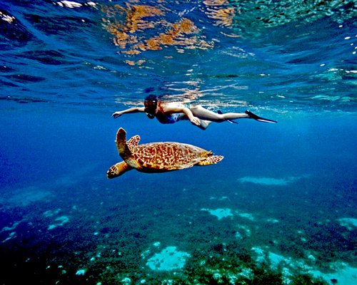 An underwater view of a woman and turtle.