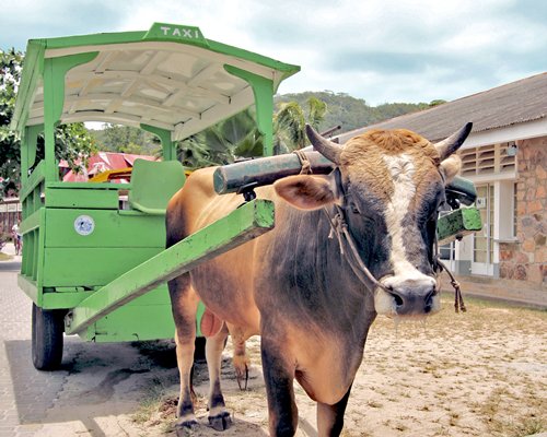 A bullock cart.