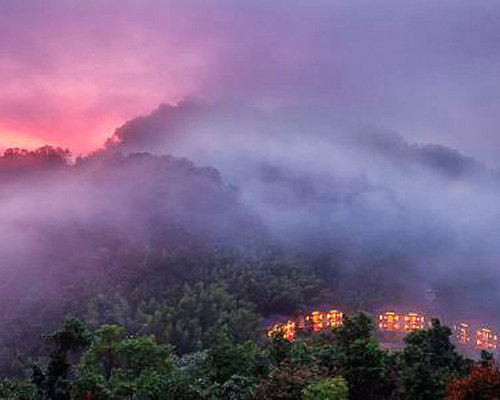 View of spring fog at a wooded area.