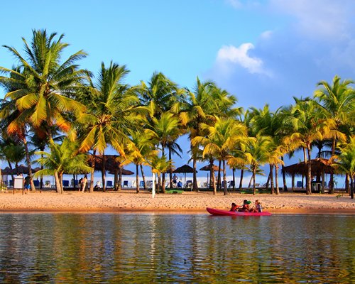 View of people kayaking in the river alongside coconut trees.