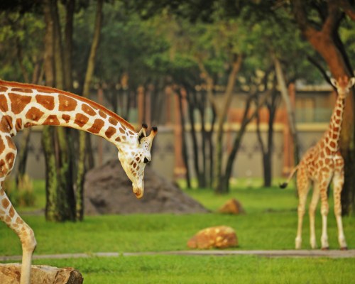 Disney's Animal Kingdom Villas