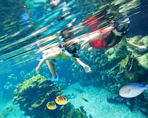 Women scuba diving in the ocean.