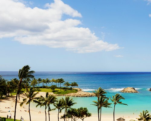 View of the beach with palm trees alongside the ocean.