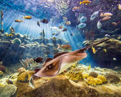 7 NIGHT PACKAGE: Myrtle Beach - Spring Break, 4-Pack