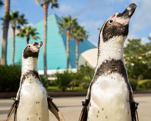 Moody Gardens Hotel, Spa & Convention Center