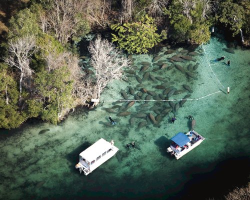 Plantation Resort On Crystal River