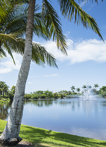 A beautiful palm tree lined waterway