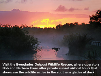 Everglades Outpost Wildlife