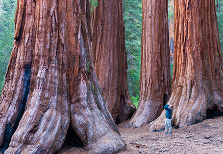 Man viewing redwoods at Yosemite National park