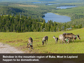 A Lapland Summer