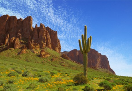 Image of cactus and Arizona mountains