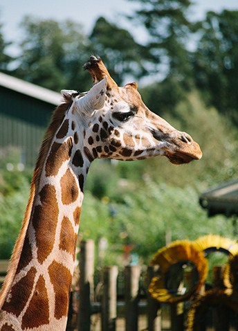 giraffe in the zoo