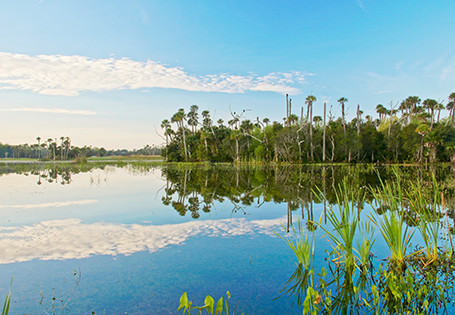 Image of Florida wetlands