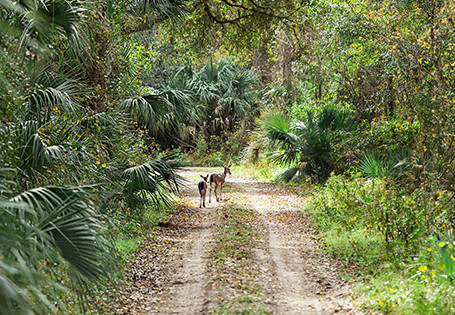 Deers walking on an unpaved forest road