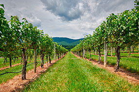 Shenandoah Valley Wine Country