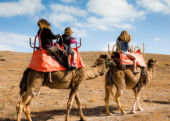 3. Discover friendly animals and go camel-riding in Canary Islands, Spain