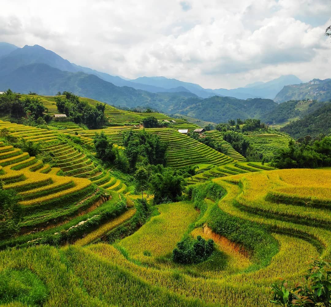 The rice terraces in Muong Hoa Valley present spectacular views.