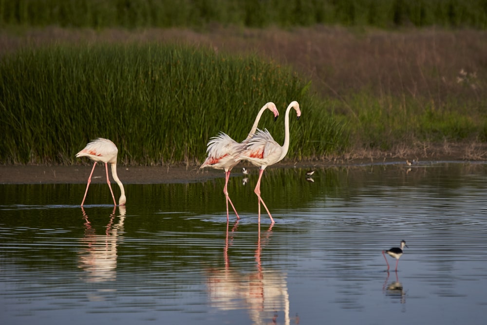 The lagoon is home to the largest flamingo colony in the Iberian Peninsula.