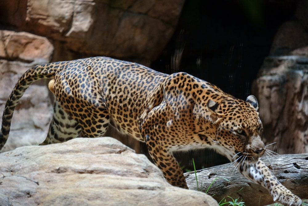 The Bioparc Fuengirola features habitats which are replicas of important rainforests from all over the world, including the Madagascar island, equatorial Africa, and Southeast Asia.