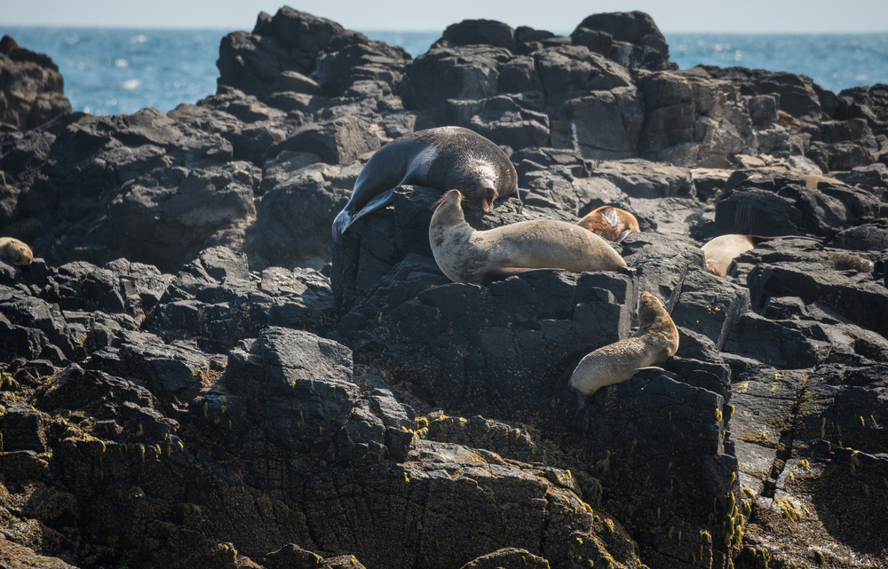 Enjoy the views out over the Nobbies rock formations and beyond to Seal Rocks, home of Australia’s largest fur seal colony.
