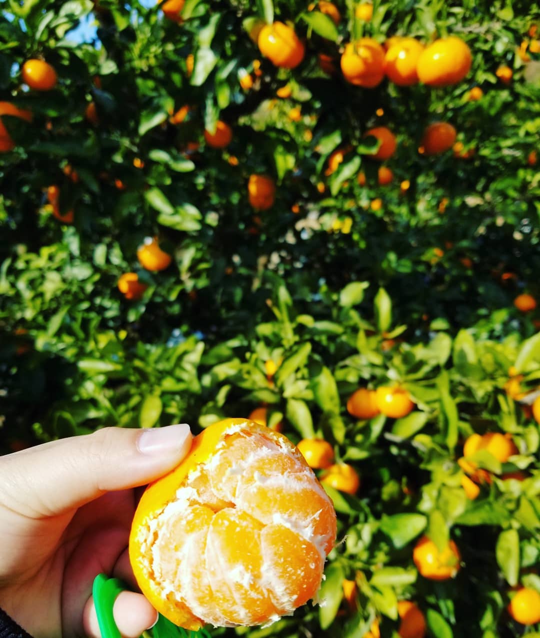 Go fruit-picking at the Gamagori Orange Park to get a taste of Gamagori’s famous Mikan mandarin oranges.