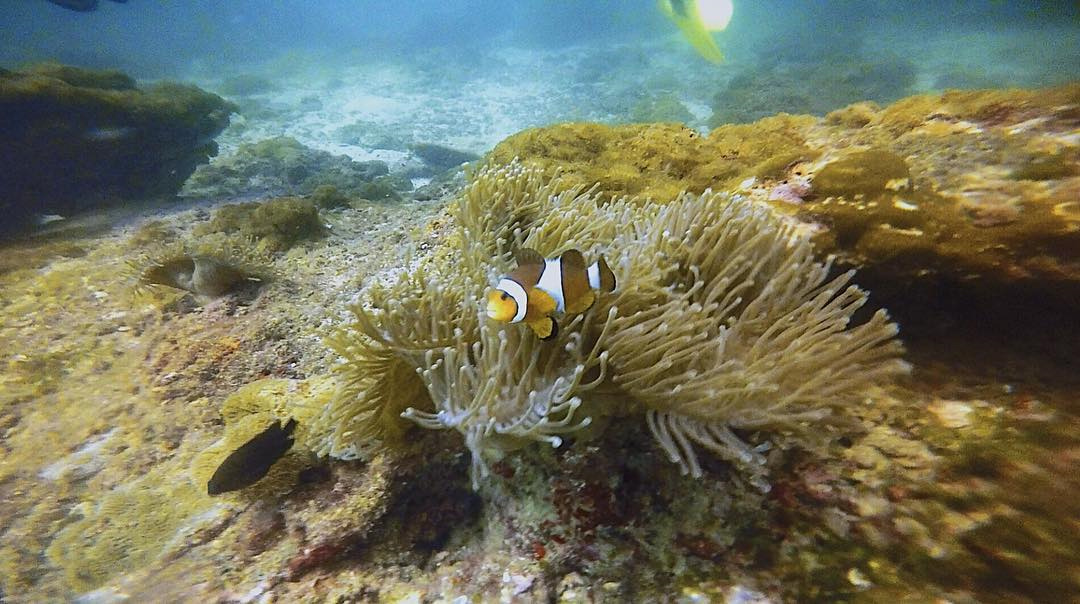  Pulau Segantang is perfect for experienced divers looking for larger fish in deeper waters.