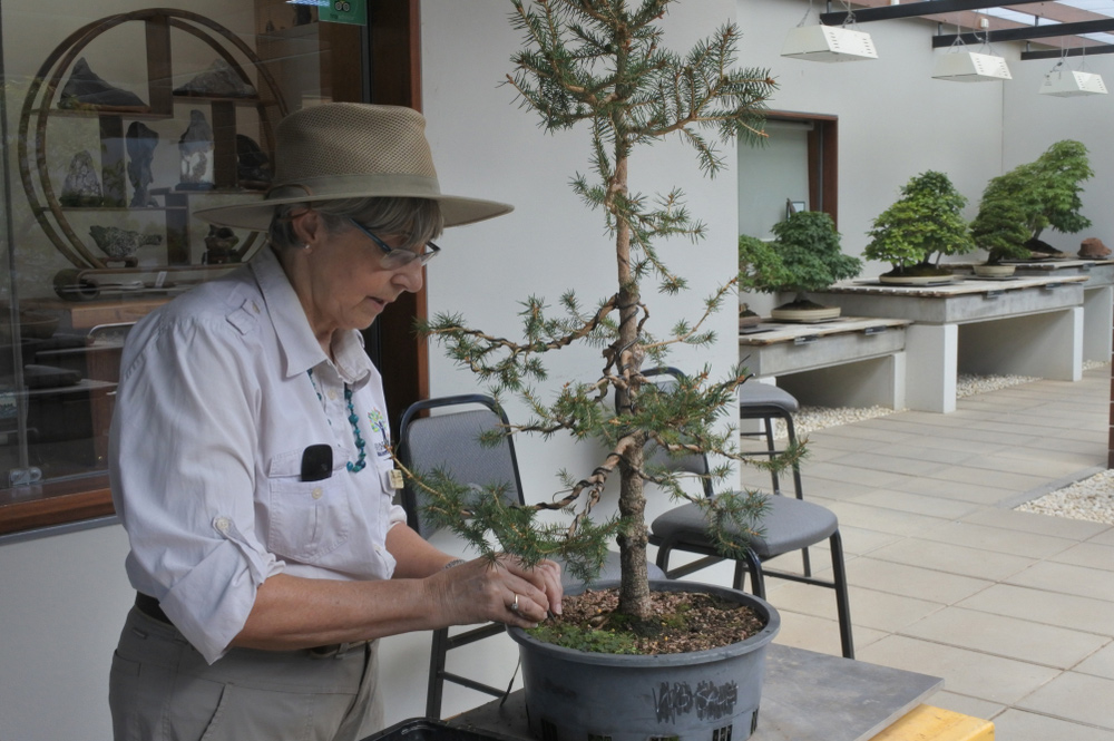 A member of the staff at the National Bonsai and Penjing Collection trims a bonsai.