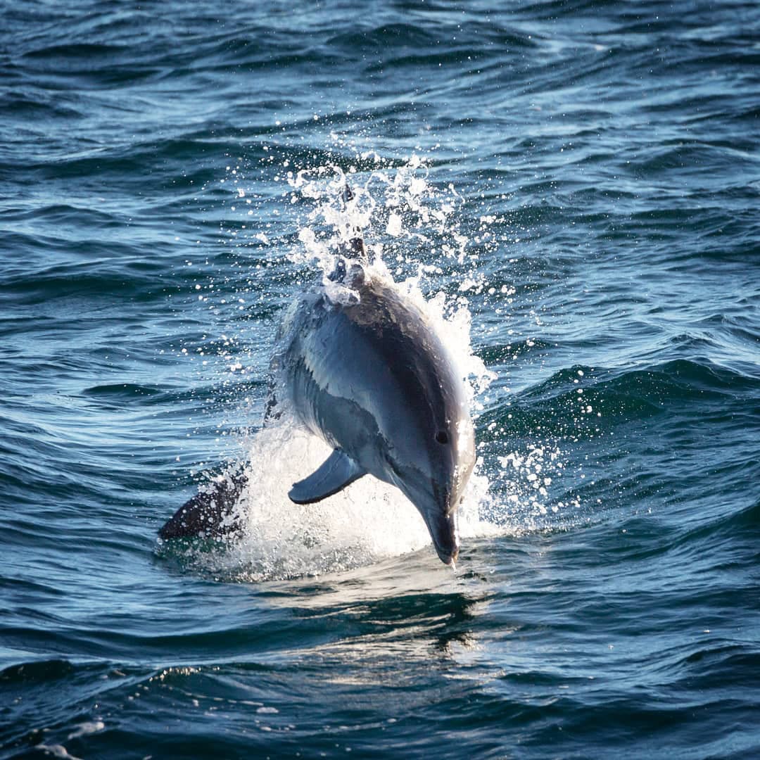 An estimated 90 to 120 bottlenose dolphins live around Port Stephens’s waters. These playful creatures are tourist favourites. 