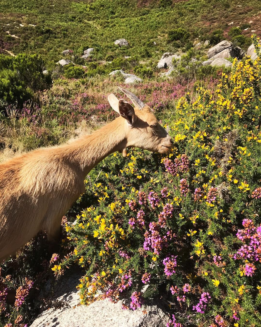 If you are lucky, you can spot the Ibex, a wild mountain goat, roam the national park. 