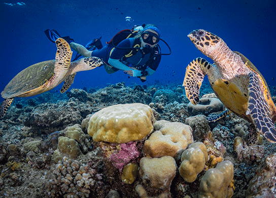 Explore the famous Great Barrier Reef