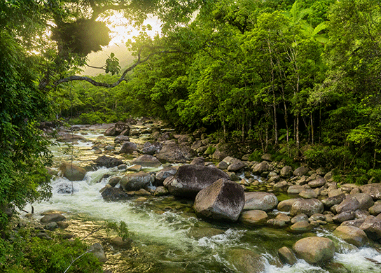 Be captivated by the Daintree National Park