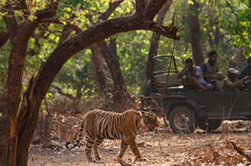CORBETT