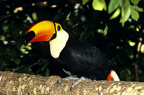 Tucan - Rio Quente