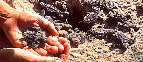 Mazatlán - Tortugas