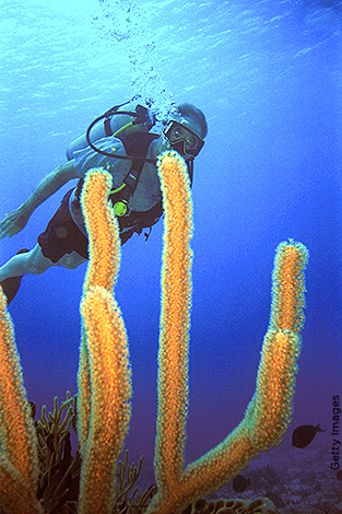 Under the sea