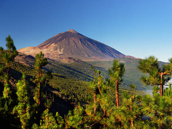 Maravillas volcánicas y forestales para grupos reducidos en el Parque Nacional del Teide